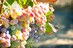 Grapes/Vineyards