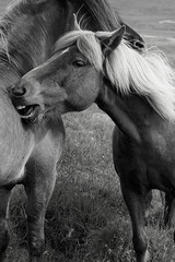 Icelandic Horses, Iceland July 2015