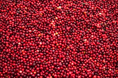 Slocum-Gibbs Cranberry Co. -  Harvests
