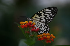 Butterflys