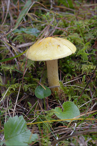 Гигрофор лиственничный (Hygrophorus lucorum) Автор: Amadej Trnkoczy (Slovenija)