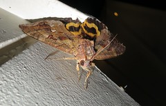 Fruit Piercing moth (Eudocima phalonia)