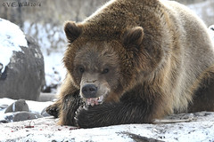 Montana Grizzly Encounter 2016-11-19