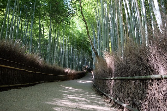 Bamboo Groves at Arashiyama Kyoto