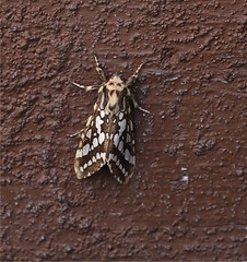 California Moths