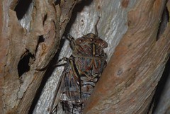 Cicadidae / cicadas