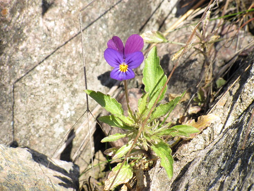 Viola tricolor. Автор: Виктор Кукконен