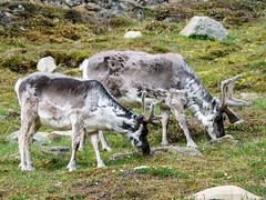 Mammals of Norway
