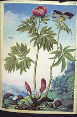Prince - Gherardo alimentaire ou Cibo ( Gênes, 151