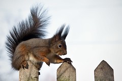 Eichhörnchen / Squirrels