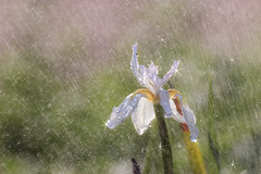 White beauty flower under summer rain