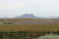 Edna Valley Wineries, California