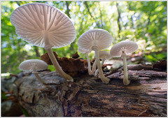 Primorskii kray: Mushrooms