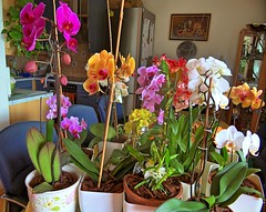 COLORFUL ORCHIDS