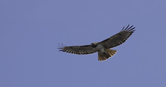 Hawks,Falcons, Kites, and Kestrels