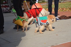 15 Annual Ft. Greene Pupkin Dog Costume Contest