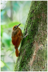 Ovenbirds & Woodcreepers / Trepatroncos / Arapaçus