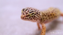 My Leopard Geckos