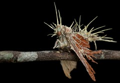Cordyceps (Colombia)