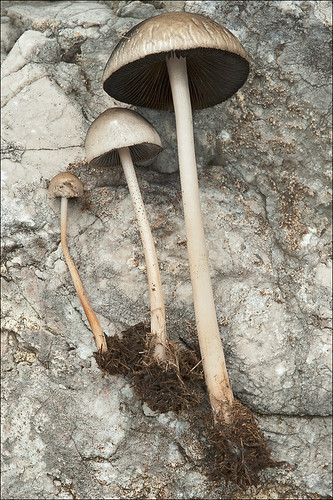 Панеолус полуяйцевидный (Panaeolus semiovatus) Автор: Amadej Trnkoczy (Slovenija)
