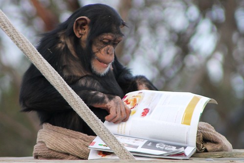 Zuri ♀ Chimpanzee