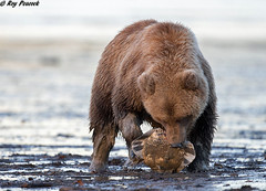 Alaskan Brown Bears.