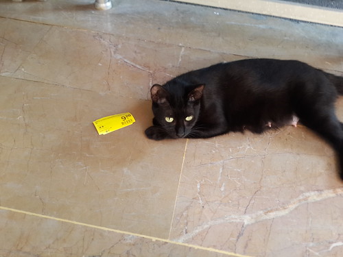 Akciós fekete macska eladó!