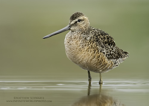 Dowitcher in estuary