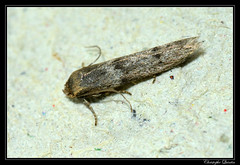 Lepidoptera/Blastobasidae