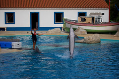 Zoo de Lisboa - Apresentação de Golfinhos e Leões-marinhos