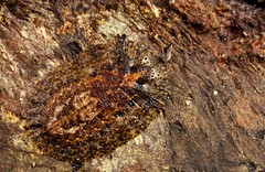 Blattodea (Colombia)