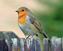 Robin Pictures