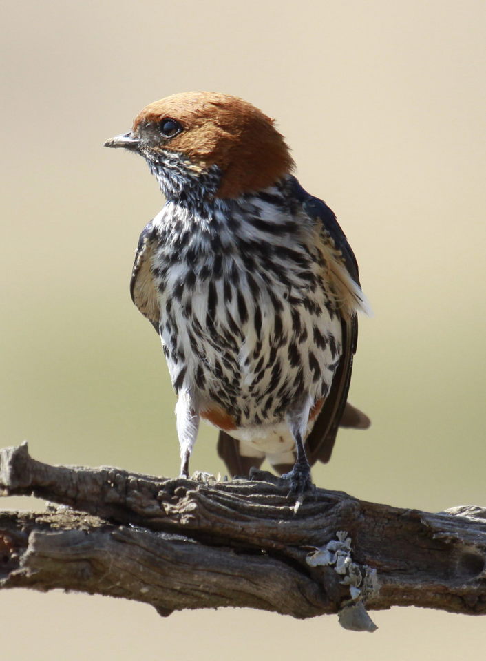 "Lesser Striped Swallow