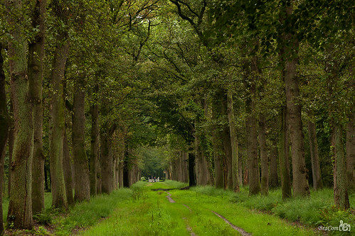 summer tree nature grass fairytale forest fence walking leaf bomen woods gate groen branches pad logs boom zomer lane bos walkers takken laan sprookje paadje boomstammen wandelaars sprookjesachtig bracom