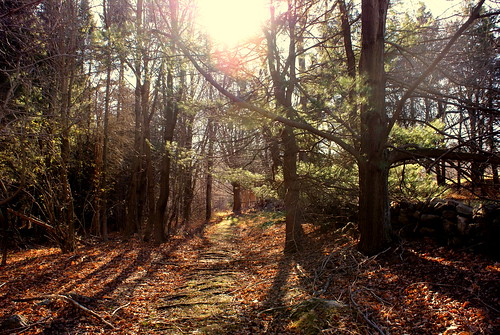 trees winter light leaves forest roots wonderland orbs pathway