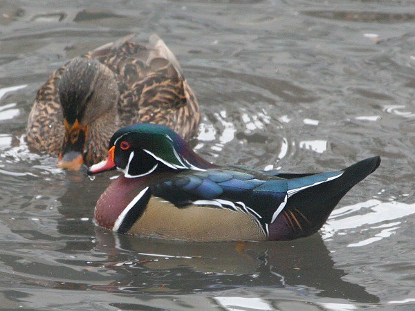 Photograph titled 'Wood Duck'