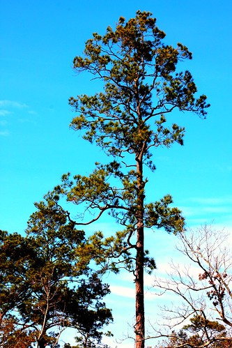 tree pine picnik loblolly loblollypine campmohawk brazoriacountytexas