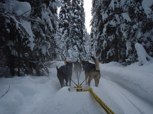 snow canada bc dogsledding sunpeaks dogsled britichcolumbia