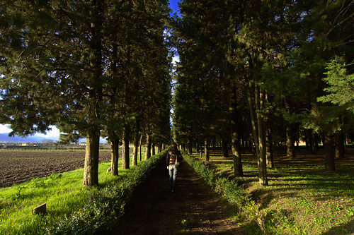 trees italy alberi japanese italia path 4 tokina sentiero padula 1224mm diario giapponese d90 diariy