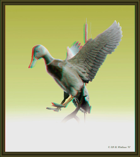 sculpture art nature photoshop manipulated effects duck stereoscopic 3d md framed wildlife brian maryland anaglyph ps carving indoors stereo wallace inside waterfowl easton stereoscopy realistic stereographic brianwallace stereoimage stereopicture
