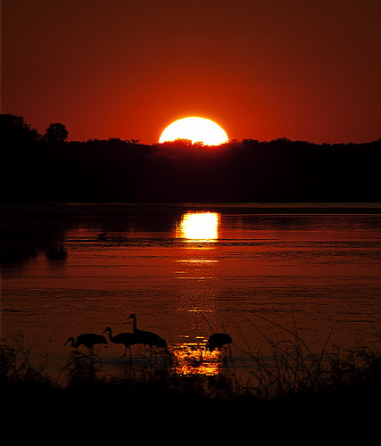 park sunset river state bell florida cranes kris sarasota kristian sandhill myakka