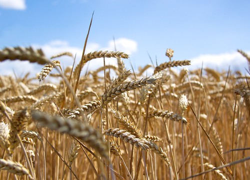 nature field canon dof bokeh wheat feld weizen 1755mm efs18200mmf3556is