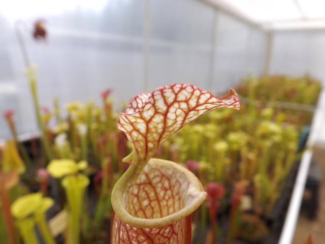 Les sarracenia hybride seedling  14050824114_4f54b98dd1_z