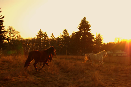 sunset horses beauty oregon silverton