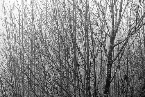 autumn trees blackandwhite bw fall fog woodland landscape washington wa canonef70200mmf28lisusm canoneos5dmarkii silverefexpro canon5dmarkii