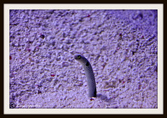 Grass eel in Duabi Aquarium