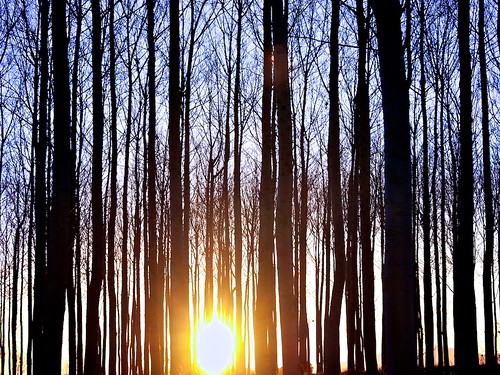 sun tree sol sunrise arbol dawn olympus amanecer luis alamo elm cabello e420
