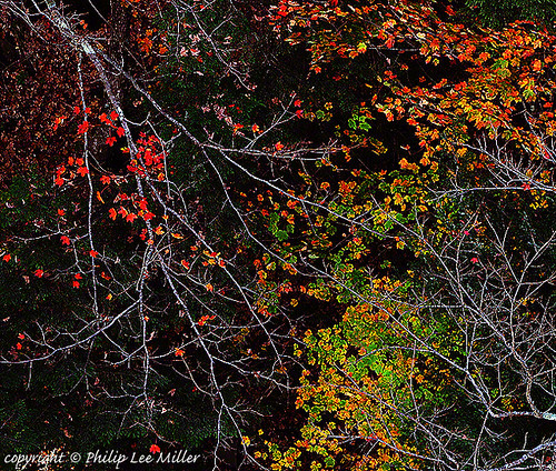 abstract leaves vermont fallfoliage quecheegorge