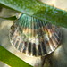 Bay scallop in St. Joe Bay seagrass bed