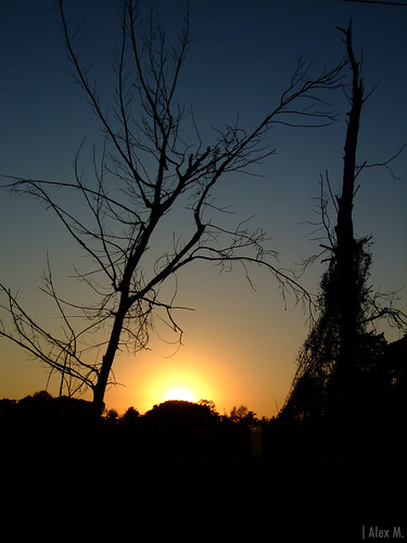 trees sunset color tree sol atardecer death luces muerte árbol